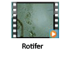 Rotifer video